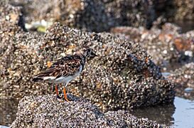 Ruddy turnstone, India