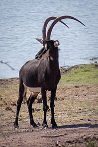 Sable Profile Chobe