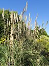 Saccharum ravennae - J. C. Raulston Arboretum - DSC06214.JPG