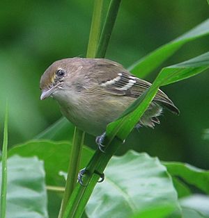 San Andres Vireo (Vireo caribaeus).jpg