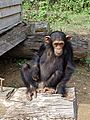 South Djoum Chimp