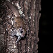 Southern flying squirrel B.jpg