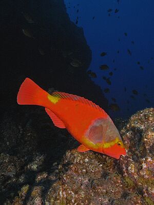 Sparisoma cretense 2.jpg