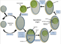 Sporulation