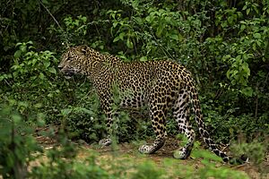 Sri-lankan-leopard-yala-casey-klebba