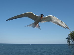 Sterna hirundo -hovering to protect nest-8