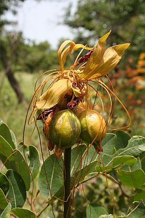 Tacca leontopetaloides MS 6484.JPG