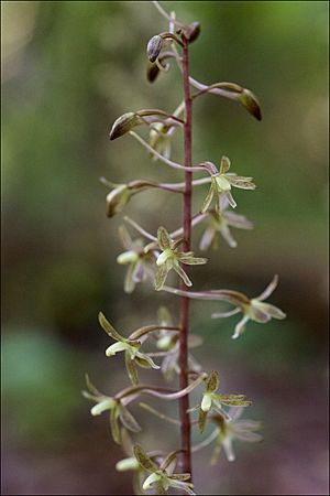 Tipularia discolor.jpg