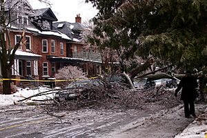 Tree falls on vehicle - Toronto Ice Storm 2013