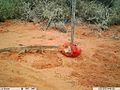 Varanus gouldii camera lure