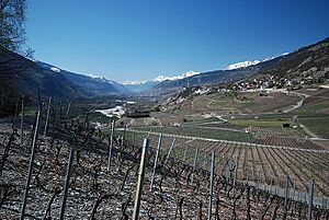 Vineyards in Varen