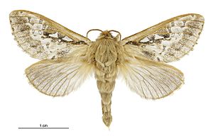 Wiseana copularis male.jpg