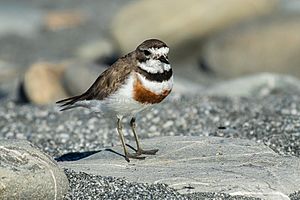 (Double) banded Plover - New Zealand (24357381137)