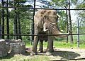 Éléphant africain, Parc Safari