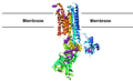 ATP1A2 structure with FHM2 mutations