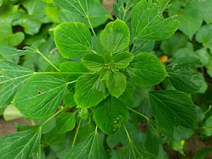 Acalypha indica bd