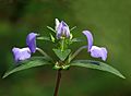 Achetaria azurea at Kadavoor