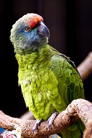 Amazona festiva bodini -Tulsa Zoo-8a.jpg