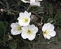 Antioch Dunes Evening Primrose