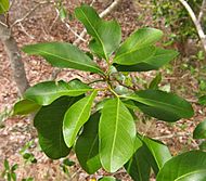 Atalaya calcicola