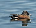 Australasian Shoveler Male