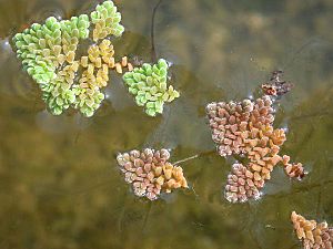 Azolla pinnata3.jpg