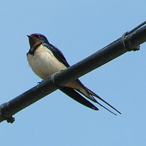 Barn Swallow 800