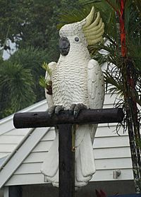 BigCockatoo.JPG