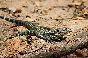 Black and white tegu