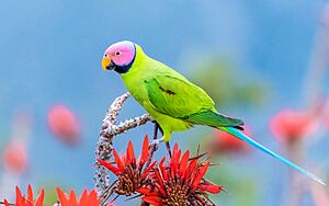 Blossom-headed Parakeet, Satchari NP, Bangladesh.jpg