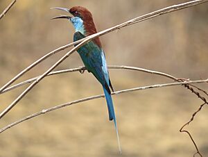 Blue Throated Bee eater Kerala