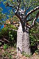 Boab tree near Kununurra WA