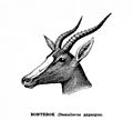 Bontebok00