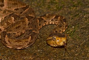 Bothrops asper (Panama) head