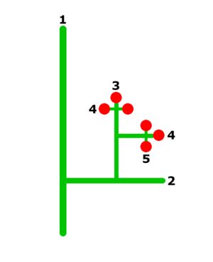 Cabbage-tree-inflorescence-branching-order