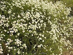 California Buckwheat (4776487528)