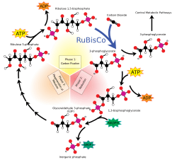 Calvin-cycle4