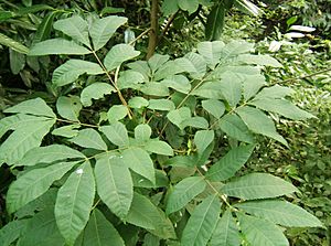 Carya cordiformis.jpg