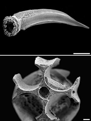 Cepaea hortensis SEM dart