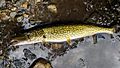 Chain pickerel - Cranston RI