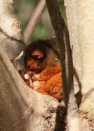 Common Ringtail Possum