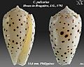 Conus pulicarius 7