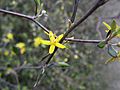 Corokia cotoneaster