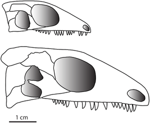 Delorhynchus skull