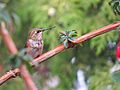 Female Anna's Hummingbird