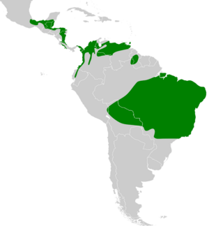 Galbula ruficauda map.svg