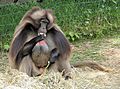 Gelada Baboon male