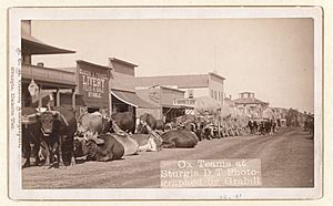 Grabill - Ox teams at Sturgis