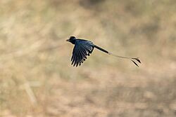 Greater Racket-tailed-Drongo cropped