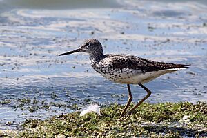 Greenshank (Tringa nebularia).jpg